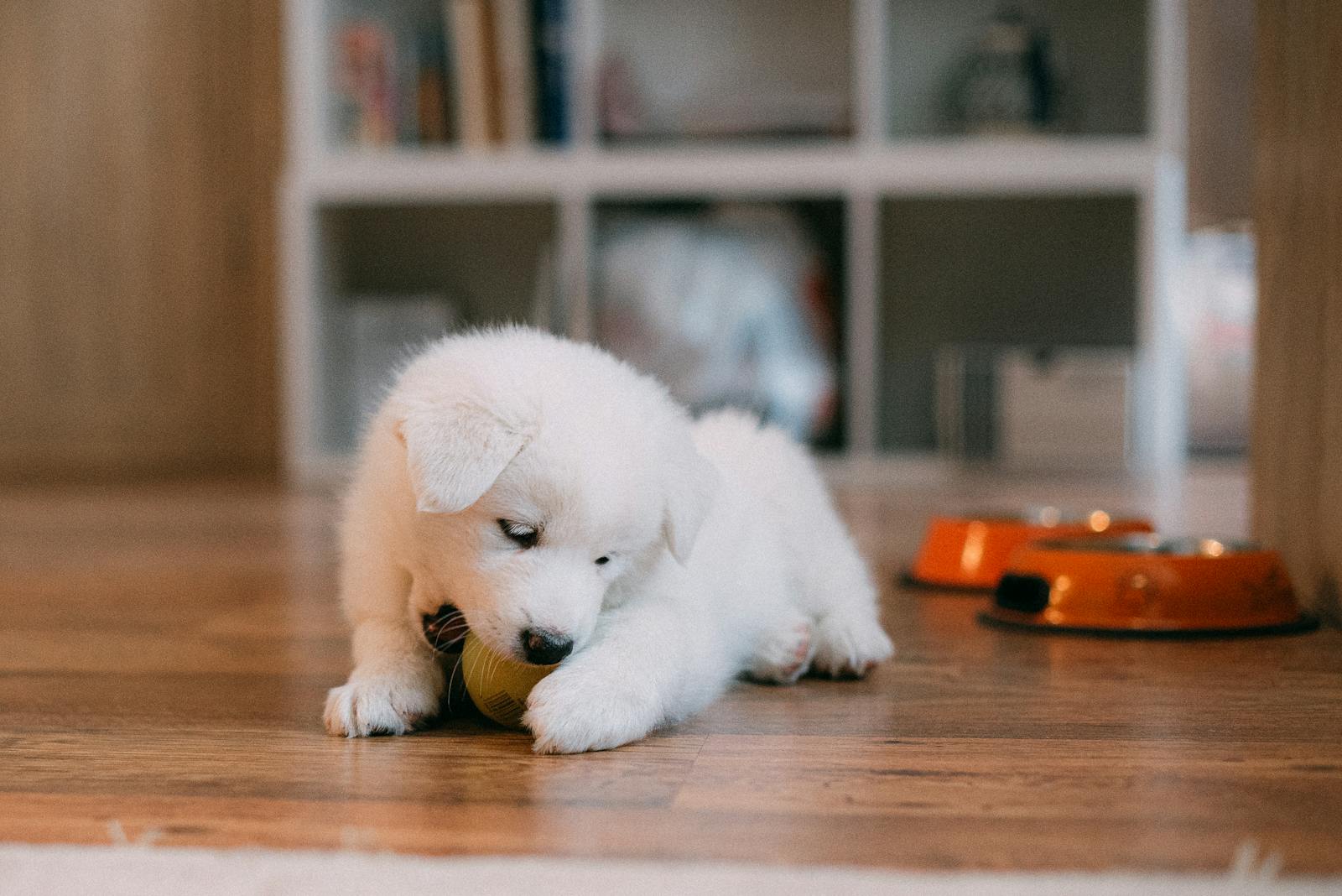 モグワン　子犬