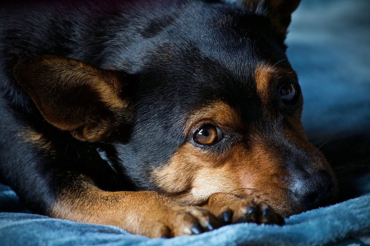 モグワン　子犬