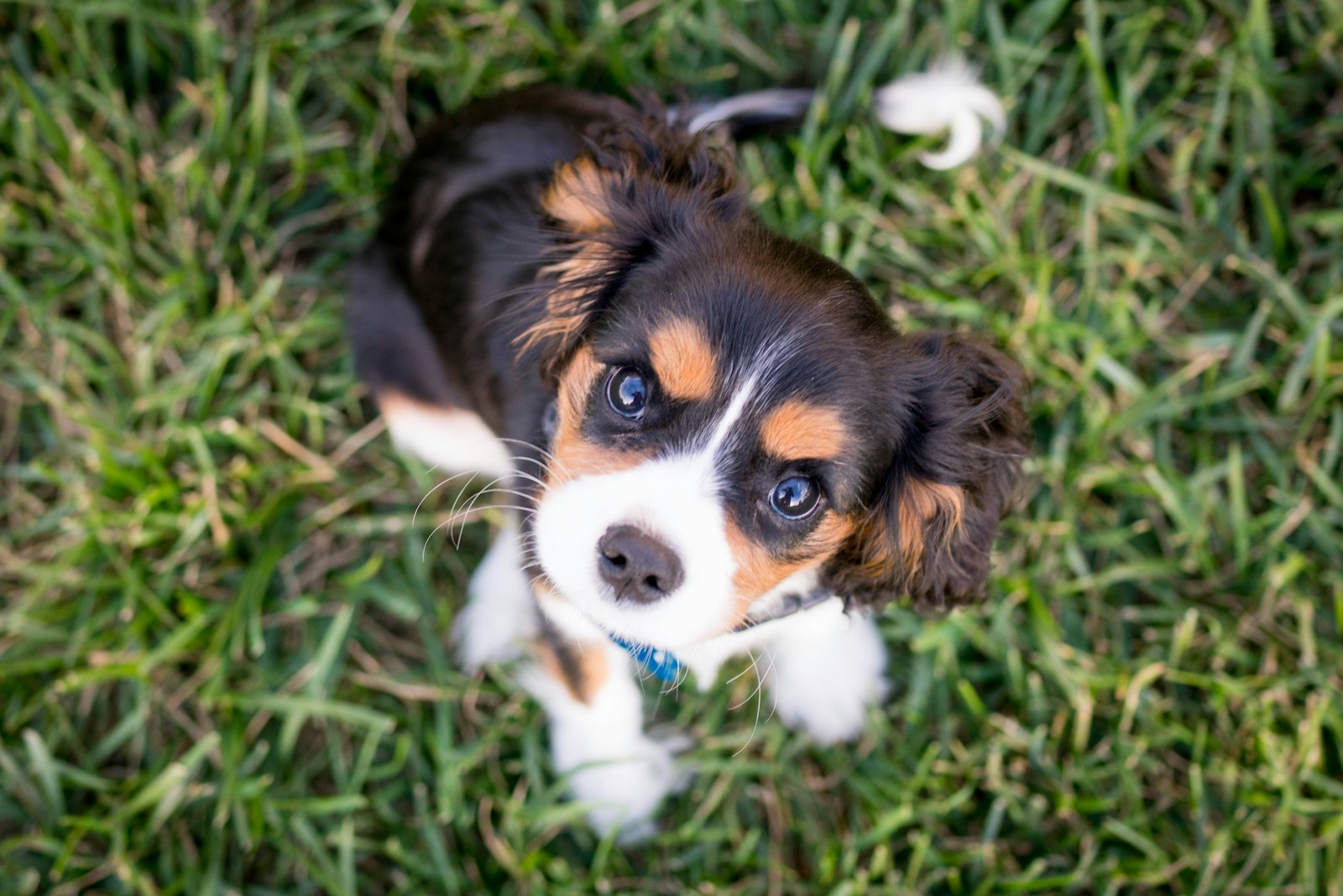 モグワン　子犬